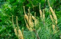 Close-up of beautiful young yellow female pine cones on long shoots Pinus densiflora Umbraculifera. Sunny day in spring garden