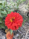 Beautiful zinniaflowers in the garden Royalty Free Stock Photo