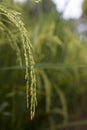 Autumn rice field in Indonesia Royalty Free Stock Photo