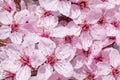 Close up of beautifull cherry tree blossoming Royalty Free Stock Photo