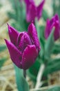 Close up from the beautifull Dutch tulips