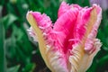 Close up from the beautifull Dutch tulips