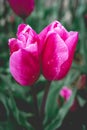 Close up from the beautifull Dutch tulips