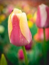 Close up from the beautifull Dutch tulips