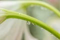 Close up of a beautifull flower in a waterdrop Royalty Free Stock Photo