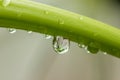 Close up of a beautifull flower in a waterdrop Royalty Free Stock Photo