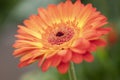 Close up of an beautifull orange Gerbera Flower.