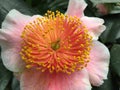 Close up of beautifully colored camellia blossom