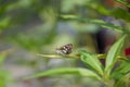 close up of a beautifully patterned brown butterfly perched on a leaf seen from the side Royalty Free Stock Photo