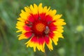 Close-up of a beautifully red-yellow flower scientific name Gaillardia Aristata during a sunny day. Neutral nature background. Royalty Free Stock Photo