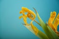 Close-up of a beautifully withered, withered and partially lost petals bright yellow tulip. Royalty Free Stock Photo