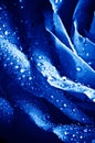 Close-up Beautiul Blue Rose With Water Drops Royalty Free Stock Photo