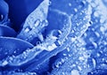 Close-up Beautiul Blue Rose With Water Drops Royalty Free Stock Photo