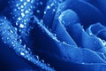 Close-up Beautiul Blue Rose With Water Drops Royalty Free Stock Photo