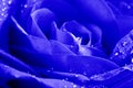 Close-up Beautiul Blue Rose With Water Drops Royalty Free Stock Photo