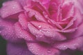 close-up beautiul red rose with water drops,, vintage Royalty Free Stock Photo