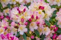 Close up of beautuful light pink flowers of rhododendron fauriei in springtime in botanical garden in Kharkov, Ukraine. Free space Royalty Free Stock Photo