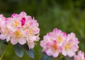 Close up of beautuful light pink flowers of rhododendron fauriei in springtime in botanical garden in Kharkov, Ukraine. Free space Royalty Free Stock Photo