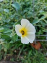 Close-up of the beauty of a flower garden with the Latin name Turnera Ulmifolia.