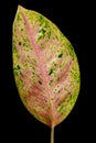 Close up foliage Aglaonema pink (Aglaonema lady valentin) leaves isolated on black background with Clipping path