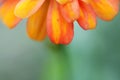 Close-up beauty gebera flower