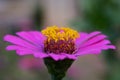 Close-up beauty gebera flower