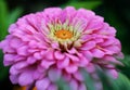 Close-up beauty gebera flower