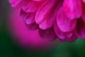 Close-up beauty gebera flower