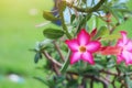 Close-up, the beauty of the pink azalea, the background blurred nature.