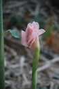 Close-up of the beauty of the pink dahlia, selectable focus