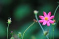 Close up of beauty pink flower