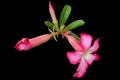 Close-up Beauty pink flowers desert rose Adenium isolated on black background with clipping path