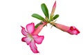 Close-up Beauty pink flowers desert rose Adenium isolated on white background with clipping path