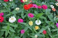 Close-up of the beauty of pink flowers in a tropical forest, beautiful flowers, abundant nature