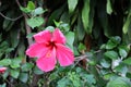 Close-up of the beauty of pink flowers in a tropical forest, beautiful flowers, abundant nature