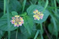 Close-up of the beauty of pink flowers in a tropical forest, beautiful flowers, abundant nature