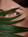 Close-up beauty portrait of attractive woman with expressive eyes looking at camera and covering half of her face with palm leaf. Royalty Free Stock Photo