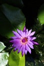 Close up beauty of purple lotus flower blooming in normal pond, selectable. Royalty Free Stock Photo