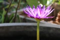 Close up beauty of purple lotus flower blooming in normal pond, selectable. Royalty Free Stock Photo