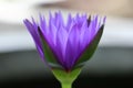 Close up beauty of purple water lily with beautiful yellow inner stamens in selective focus pond.