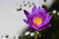 Close up beauty of purple water lily with beautiful yellow inner stamens in selective focus pond.