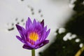 Close up beauty of purple water lily with beautiful yellow inner stamens in selective focus pond.