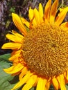 Close up of the beauty Sunflower