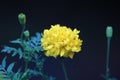 Close up of beauty yellow flower