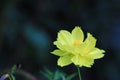 Close up of beauty yellow flower