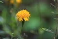 Close up of beauty yellow flower