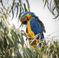 Side view of a Blue-and-yellow macaw perching in a tree with green leaves, Lagoa das Araras, Bom Royalty Free Stock Photo