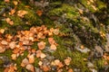 Close up beautyful moss in autumn forest. Old gray stones with green moss and orange fallen leaves texture background Royalty Free Stock Photo