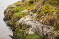 Close up beautyful moss on rocks by the river. Old gray stones with green moss texture background Royalty Free Stock Photo