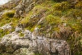 Close up beautyful moss on rocks by the river. Old gray stones with green moss texture background Royalty Free Stock Photo